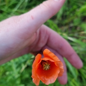 Papaver dubium at Bungendore, NSW - 15 Nov 2022 07:09 PM