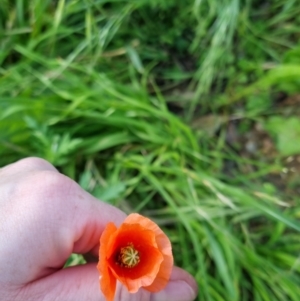 Papaver dubium at Bungendore, NSW - 15 Nov 2022 07:09 PM