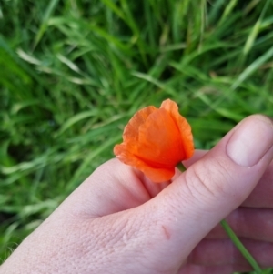 Papaver dubium at Bungendore, NSW - 15 Nov 2022 07:09 PM