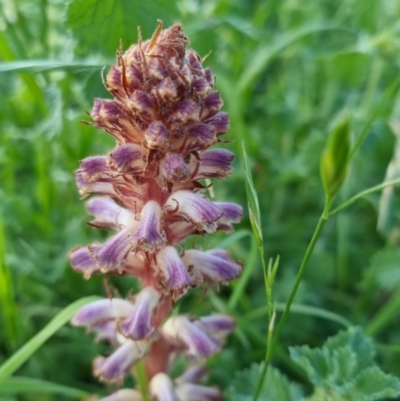 Orobanche minor (Broomrape) at Bungendore, NSW - 15 Nov 2022 by clarehoneydove