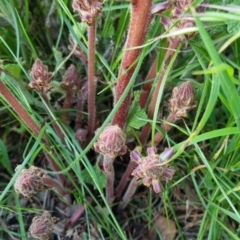 Orobanche minor at Bungendore, NSW - 15 Nov 2022