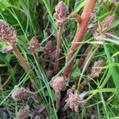 Orobanche minor at Bungendore, NSW - 15 Nov 2022