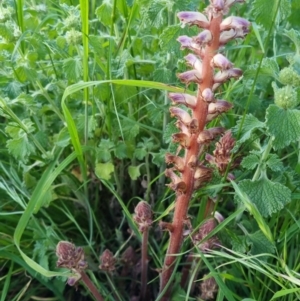 Orobanche minor at Bungendore, NSW - 15 Nov 2022