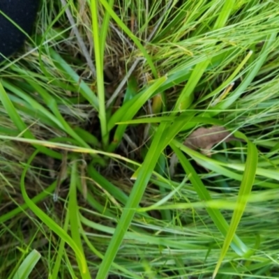 Cyperus eragrostis (Umbrella Sedge) at Bungendore, NSW - 15 Nov 2022 by clarehoneydove