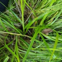 Cyperus eragrostis at Bungendore, NSW - 15 Nov 2022 07:15 PM