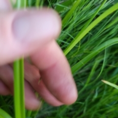 Cyperus eragrostis at Bungendore, NSW - 15 Nov 2022 07:15 PM