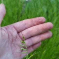 Vulpia sp. (A Squirreltail Fescue) at Bungendore, NSW - 15 Nov 2022 by clarehoneydove