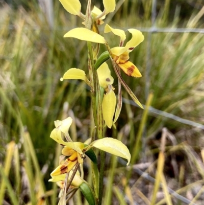 Diuris sulphurea (Tiger Orchid) at Wamboin, NSW - 14 Nov 2022 by Komidar