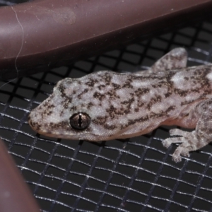 Christinus marmoratus at Evatt, ACT - 11 Nov 2022