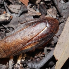 Molytria perplexa (Bark Cockroach) at Acton, ACT - 12 Nov 2022 by TimL