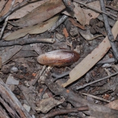 Molytria perplexa at Acton, ACT - 12 Nov 2022 11:49 AM