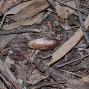 Molytria perplexa at Acton, ACT - 12 Nov 2022 11:49 AM