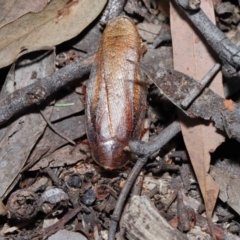 Molytria perplexa at Acton, ACT - 12 Nov 2022