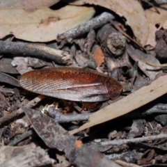 Molytria perplexa at Acton, ACT - 12 Nov 2022