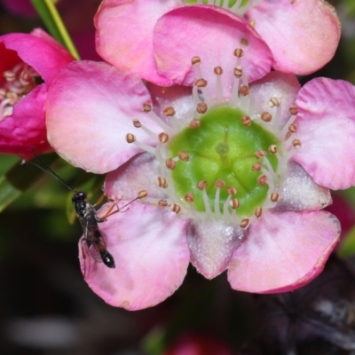 Apocrita (suborder) (Unidentified wasp) at Acton, ACT - 7 Nov 2022 by TimL