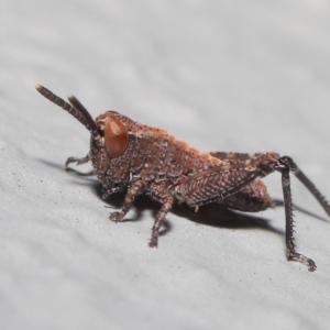 Acrididae sp. (family) at Acton, ACT - 6 Nov 2022