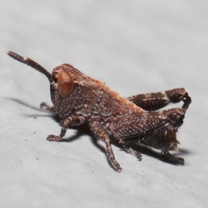 Acrididae sp. (family) at Acton, ACT - 6 Nov 2022