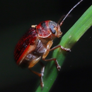 Cadmus sp. (genus) at Acton, ACT - 6 Nov 2022