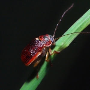 Cadmus sp. (genus) at Acton, ACT - 6 Nov 2022