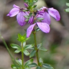 Tetratheca ciliata (Pink Bells, Black-Eyed Susan) at Colo Vale, NSW - 10 Nov 2022 by Curiosity