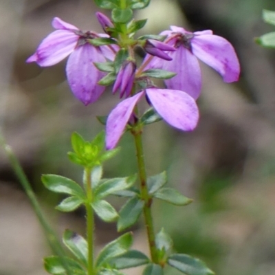 Tetratheca ciliata (Pink Bells, Black-Eyed Susan) at Colo Vale, NSW - 11 Nov 2022 by Curiosity