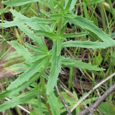 Epilobium sp. (A Willow Herb) at Weetangera, ACT - 14 Nov 2022 by sangio7