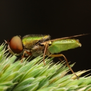 Odontomyia decipiens at Belconnen, ACT - 16 Nov 2022