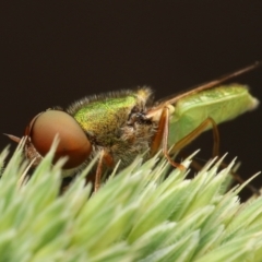 Odontomyia decipiens at Belconnen, ACT - 16 Nov 2022