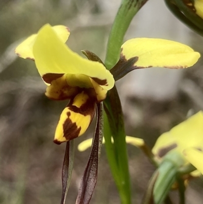 Diuris sulphurea (Tiger Orchid) at Wamboin, NSW - 14 Nov 2022 by Komidar