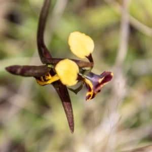 Diuris semilunulata at Cotter River, ACT - 15 Nov 2022