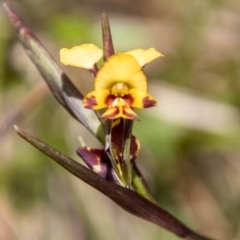 Diuris semilunulata at Cotter River, ACT - 15 Nov 2022