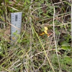 Diuris semilunulata at Cotter River, ACT - 15 Nov 2022