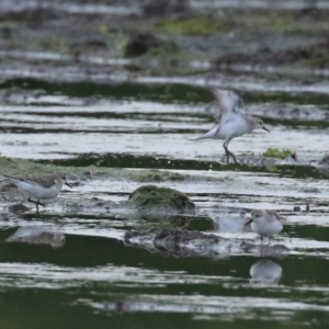 Calidris ruficollis at Fyshwick, ACT - 16 Nov 2022