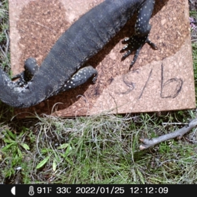 Varanus rosenbergi (Heath or Rosenberg's Monitor) at Booth, ACT - 25 Jan 2022 by heatherb1997