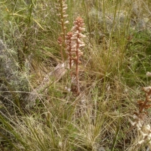 Orobanche minor at Cooma, NSW - 16 Nov 2022 02:09 PM