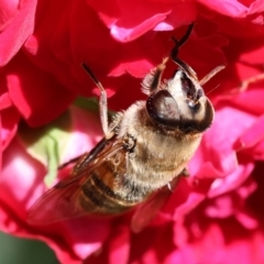 Eristalis tenax (Drone fly) at Wodonga, VIC - 16 Nov 2022 by KylieWaldon