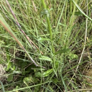 Gamochaeta purpurea at Higgins Woodland - 16 Nov 2022