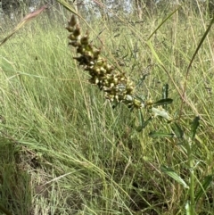 Gamochaeta purpurea at Higgins Woodland - 16 Nov 2022