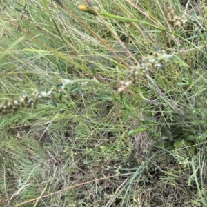 Gamochaeta purpurea at Higgins Woodland - 16 Nov 2022