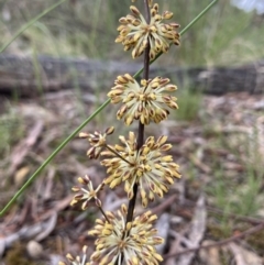 Lomandra multiflora (Many-flowered Matrush) at Kowen, ACT - 15 Nov 2022 by Komidar