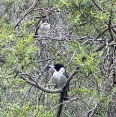 Cracticus torquatus (Grey Butcherbird) at Mount Majura - 15 Nov 2022 by Louisab