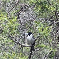 Cracticus torquatus (Grey Butcherbird) at Hackett, ACT - 16 Nov 2022 by Louisab