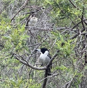 Cracticus torquatus at Hackett, ACT - 16 Nov 2022