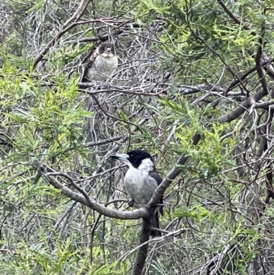 Cracticus torquatus (Grey Butcherbird) at Hackett, ACT - 15 Nov 2022 by Louisab