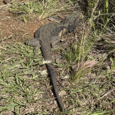 Pogona barbata (Eastern Bearded Dragon) at Hackett, ACT - 16 Nov 2022 by Louisab