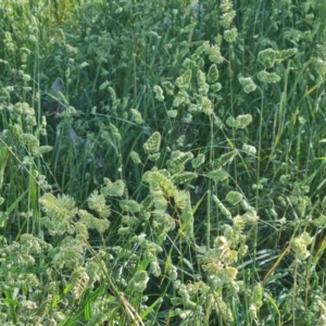 Dactylis glomerata at Isaacs, ACT - 16 Nov 2022