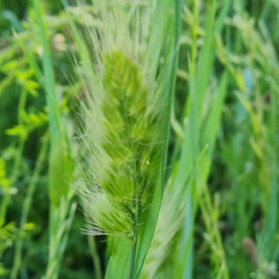 Cynosurus echinatus (Rough Dog's Tail Grass) at Isaacs, ACT - 16 Nov 2022 by Mike