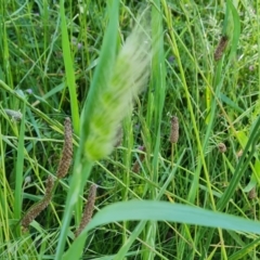 Cynosurus echinatus at Isaacs, ACT - 16 Nov 2022