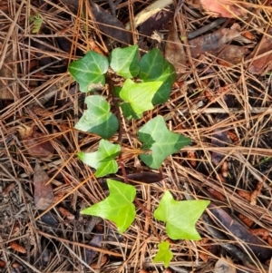 Hedera sp. (helix or hibernica) at Isaacs Ridge and Nearby - 16 Nov 2022