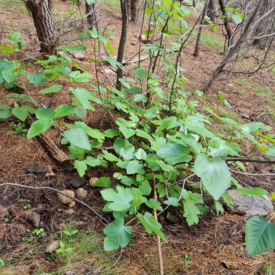 Ficus carica (Fig) at Isaacs, ACT - 16 Nov 2022 by Mike